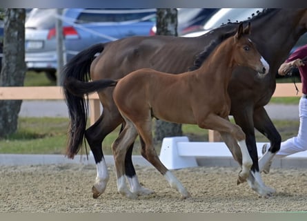 Westfale, Hengst, , 174 cm, Brauner