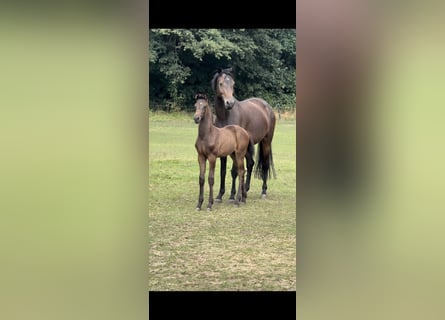 Westfale, Hengst, Fohlen (05/2025), Dunkelbrauner