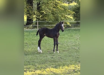 Westfale, Hengst, , Dunkelbrauner