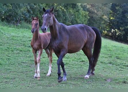 Westfale, Hengst, Fohlen (05/2025), Dunkelfuchs
