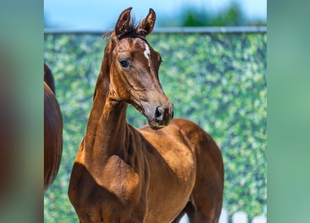 Westfale, Hengst, Fohlen (04/2026), Fuchs