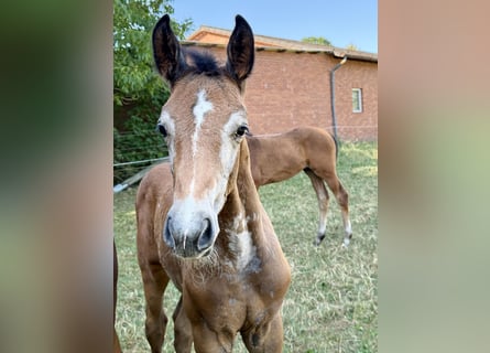 Westfale, Hengst, Fohlen (06/2026), Kann Schimmel werden