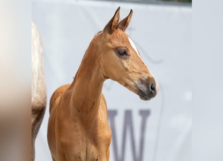 Westfale, Hengst, Fohlen (06/2023), Kann Schimmel werden