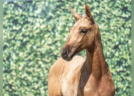 Westfale, Hengst, , Palomino