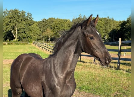 Westfale, Hengst, Fohlen (05/2025), Rappe