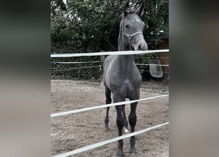 Westfale, Hengst, Fohlen (06/2025), Rappschimmel