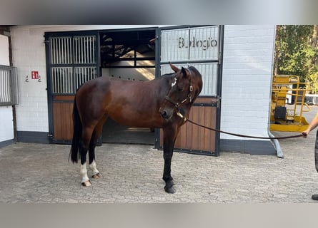 Westfale, Stute, 10 Jahre, 168 cm, Brauner