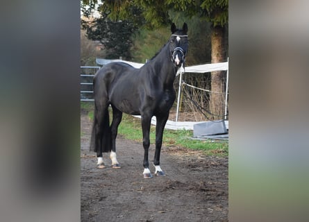 Westfale, Stute, 10 Jahre, 168 cm, Rappe
