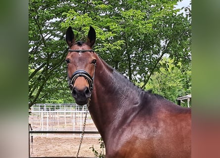 Westfale, Stute, 10 Jahre, 169 cm, Brauner