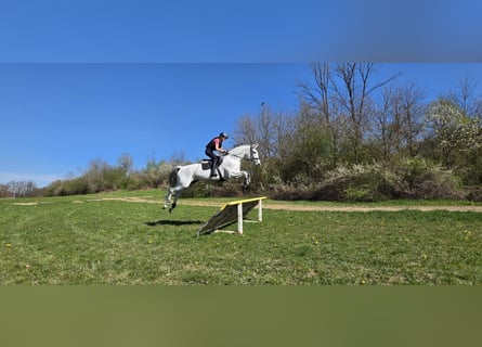 Westfale, Stute, 10 Jahre, 176 cm, Schimmel