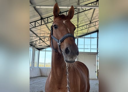 Westfale, Stute, 11 Jahre, 160 cm, Fuchs
