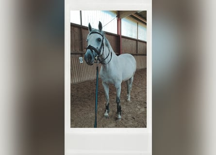 Westfale, Stute, 11 Jahre, 165 cm, Schimmel