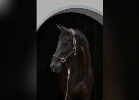 Westfale, Stute, 11 Jahre, 167 cm, Rappe