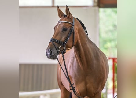 Westfale, Stute, 11 Jahre, 168 cm, Brauner