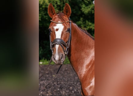 Westfale, Stute, 11 Jahre, 168 cm, Dunkelfuchs