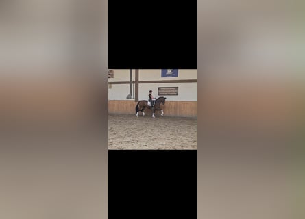 Westfale, Stute, 11 Jahre, 169 cm, Dunkelbrauner