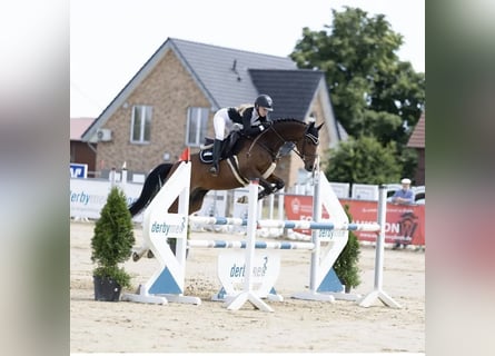 Westfale, Stute, 12 Jahre, 163 cm, Brauner