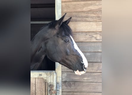 Westfale, Stute, 12 Jahre, 164 cm, Rappe