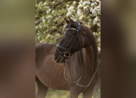 Westfale, Stute, 12 Jahre, 165 cm, Rappe