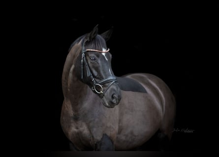 Westfale, Stute, 12 Jahre, 166 cm, Rappe
