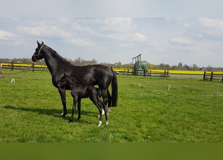 Westfale, Stute, 12 Jahre, 170 cm, Rappe