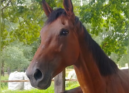 Westfale, Stute, 12 Jahre, 171 cm, Brauner