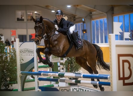 Westfale, Stute, 12 Jahre, 172 cm, Dunkelbrauner