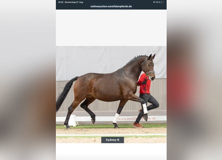 Westfale, Stute, 12 Jahre, 172 cm, Dunkelbrauner