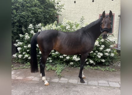 Westfale, Stute, 13 Jahre, 164 cm, Brauner