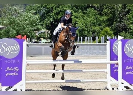 Westfale, Stute, 13 Jahre, 165 cm, Brauner
