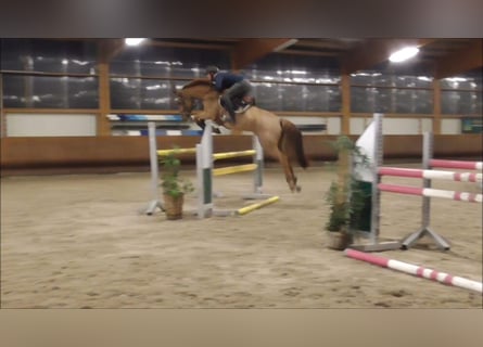 Westfale, Stute, 13 Jahre, 166 cm, Fuchs