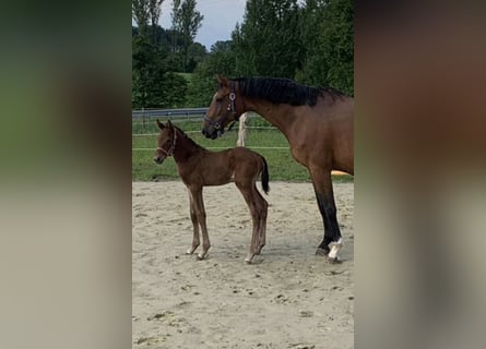 Westfale, Stute, 13 Jahre, 167 cm, Brauner