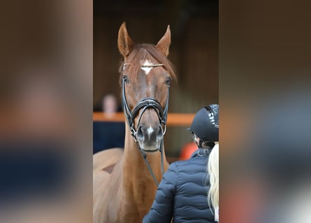 Westfale, Stute, 13 Jahre, 167 cm, Fuchs