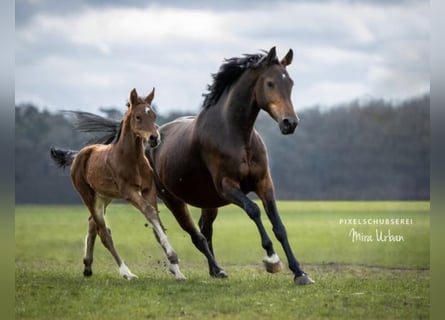 Westfale, Stute, 13 Jahre, 168 cm, Brauner