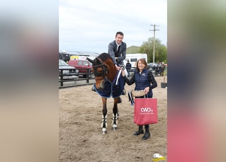 Westfale, Stute, 13 Jahre, 168 cm, Rotbrauner