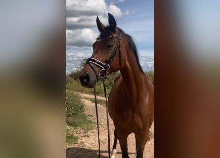 Westfale, Stute, 14 Jahre, 160 cm, Brauner