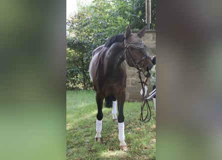 Westfale, Stute, 14 Jahre, 161 cm, Brauner