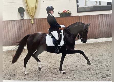 Westfale, Stute, 14 Jahre, 163 cm, Dunkelfuchs