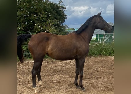 Westfale, Stute, 14 Jahre, 163 cm, Schwarzbrauner