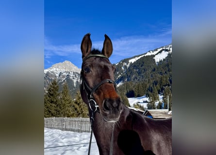 Westfale, Stute, 14 Jahre, 165 cm, Brauner