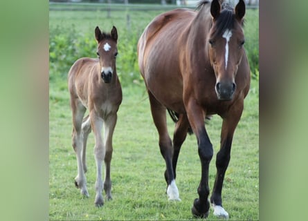 Westfale, Stute, 14 Jahre, 166 cm, Brauner