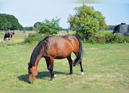 Westfale, Stute, 14 Jahre, 167 cm, Brauner