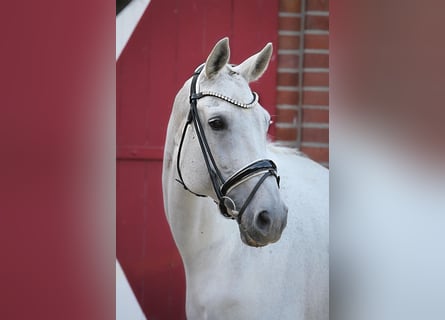 Westfale, Stute, 14 Jahre, 174 cm, Schimmel