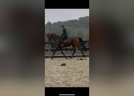 Westfale, Stute, 14 Jahre, 175 cm, Brauner