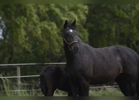 Westfale, Stute, 14 Jahre, 175 cm, Rappe
