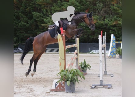 Westfale, Stute, 15 Jahre, 165 cm, Brauner