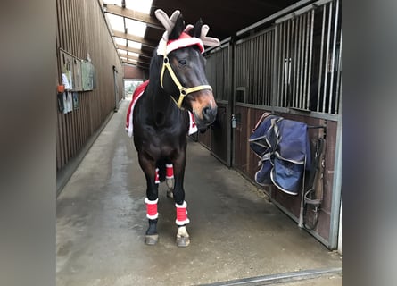 Westfale, Stute, 15 Jahre, 165 cm, Schwarzbrauner