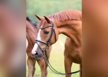 Westfale, Stute, 15 Jahre, 170 cm, Fuchs