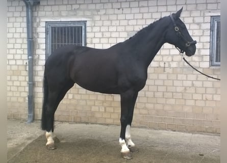 Westfale, Stute, 15 Jahre, 172 cm, Rappe