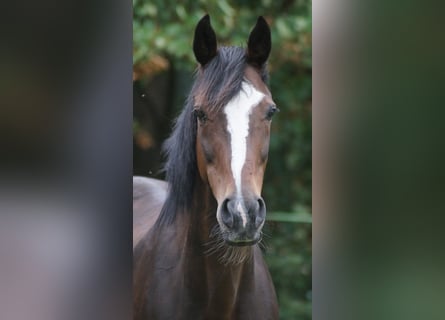 Westfale, Stute, 16 Jahre, 164 cm, Dunkelbrauner